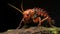 Realistic Sculpture Of Harpia Harpyja Cricket In Brazilian Zoo