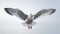 Realistic Seagull In Flight: Vibrant, High-energy Imagery