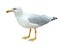 Realistic seagull sea bird standing on its feet on a white background