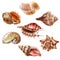 Realistic Seashell Set