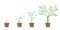 Realistic set of vector illustrations of growth phases of green plant and tree in pot,