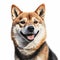 Realistic Shiba Shihtzu Dog Illustration With Exaggerated Facial Expressions