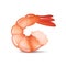 Realistic shrimp icon in flat style, fresh sea food.