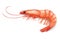 Realistic Shrimp icon ion white, fresh sea food. vector