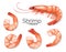 Realistic shrimp set isolated on white background, prawns fresh sea food appetizer, vector illustration.