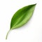Realistic Single Green Leaf On White Background