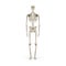 Realistic Skeleton Human Anatomy On White