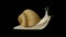 Realistic Snail isolated on a black background.