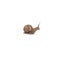 Realistic snail isolated on white background - vector