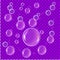 Realistic soap bubbles isolated on transparent background. Vector water foam bubbles