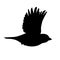 Realistic sparrow flying. Monochrome vector illustration of black silhouette of little bird sparrow isolated on white