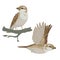 Realistic sparrow flying and sitting on branch. Vector illustration of little female bird sparrow in hand drawn