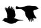 Realistic sparrows flying. Monochrome vector illustration of black silhouettes of little birds sparrows isolated on