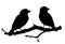 Realistic sparrows sitting on a branch. Monochrome vector illustration of black silhouettes of little birds sparrows