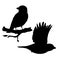 Realistic sparrows sitting and flying. Monochrome vector illustration of black silhouettes of little birds sparrows