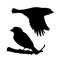 Realistic sparrows sitting and flying. Stencil. Monochrome vector illustration of black silhouettes of little birds
