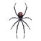 Realistic spider isolated