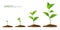 Realistic sprouts 3D.Phases plant growing.Evolution concept. Seeds sprout in ground. Sprout, plant, tree growing