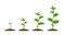 Realistic sprouts. Green plant stages of growth, agricultural plant seedling in ground. Vector young green been grow