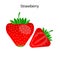 Realistic strawberries. Fresh healthy food. Vector illustration. stock image.