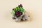 Realistic succulent plants of polymer clay in turtle shaped pot on light beige