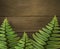 Realistic summer background with green fern leafs on wooden texture. Outdoor camping adventure. Design template.