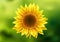 Realistic sunflower, beautiful bright yellow sunflower blossom on blurred green background, vector illustration