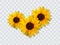 Realistic sunflower bouquet, sunflower flowers. Seasonal sales