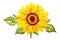 Realistic sunflower flower embroidery isolated on white background