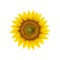 Realistic sunflower head, vector round flower bud