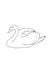 Realistic swan illustration drawing illustration drawing drawing coloring drawing illustration