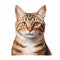 Realistic Tabby Cat Portrait Illustration With Detailed Character Rendering
