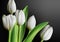 Realistic three dimensional white tulip flowers on black gradient background