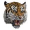 Realistic tiger head hand draw and paint color with clipping path on white background vector