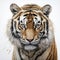 Realistic Tiger Painting On White Paper - Hyper-detailed Portrait
