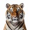 Realistic Tiger Portrait With Bold Colors And Dignified Pose