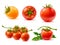 Realistic tomatoes. 3d vegetables, whole fruits on twigs, green leaves, red and yellow agricultural natural products