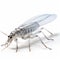Realistic Transparent Insect 3d Model: Royalty-free Silverfish On White Background