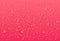Realistic transparent water drops. Pure condensed droplets on bright pink background. Wet surface and clear liquid