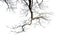 Realistic tree branch silhouette close up on white background.