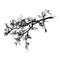 Realistic tree branches silhouette on white background. Natural branch on white