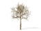 Realistic tree isolated on a white. 3d illustration