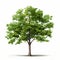 Realistic Tree And Leaf Clipart Image With Hyper-detailed Rendering