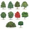 Realistic trees pack. Isolated vector trees on white background.