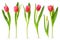 Realistic tulip. Pink red buds tulips, spring flowers bouquet, colorful floral elements for greeting card, brochure