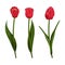 Realistic tulips isolated on white background.