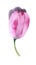 Realistic tulips set. Not trace. The blank for your design.