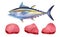 Realistic Tuna Fish Steak Icon Set