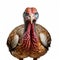 Realistic Turkey Photo With Blue Eyes On White Background