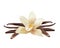 Realistic Vanilla Flower and Sticks. Vector Isolated Illustration Icon